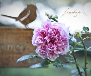 Facebook 208 018Facebook 208